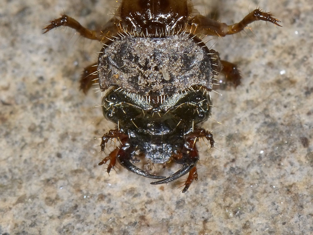 Larva con maschera: probabile Cicindela campestris